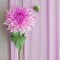 Crepe Paper Flower DIY Kits, 7 Rolls Rainbow Bright Colors Crepe Paper Rolls Green Floral Tape and 50 Green Floral Iron Wire for Wedding Festival Party Wreath Making Supplies DIY Flower Crafts
